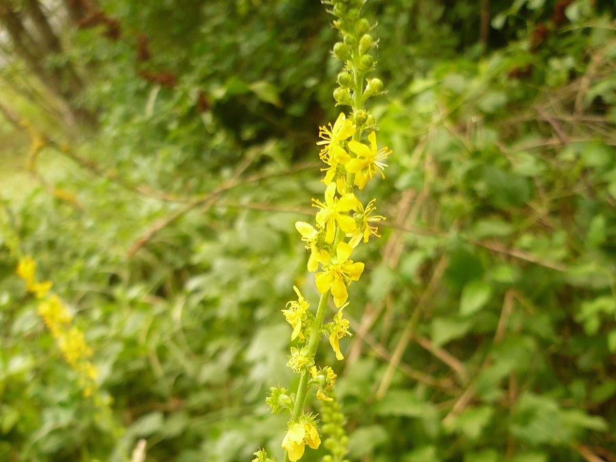 Agrimonia procera (Rosaceae)